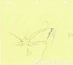 Dragon Ball Z original sketch
