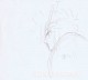 Saint Seiya set of 2 sketches