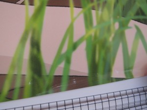 poster Studio Ghibli